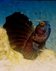 Fins Up - Taken in cozumel Mexico with Sea&Sea MM II Ex a... by Michael Shope 